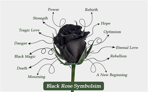 Schwarze Rose Bedeutung [und Symbolik] .